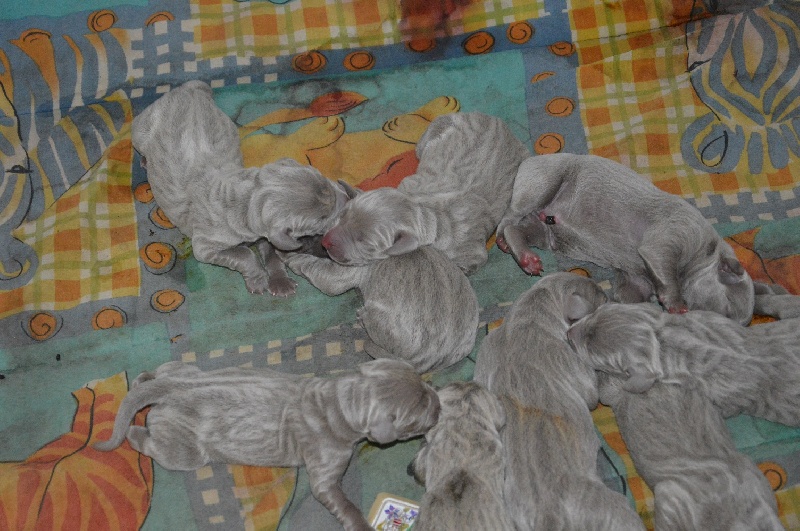 Chiots